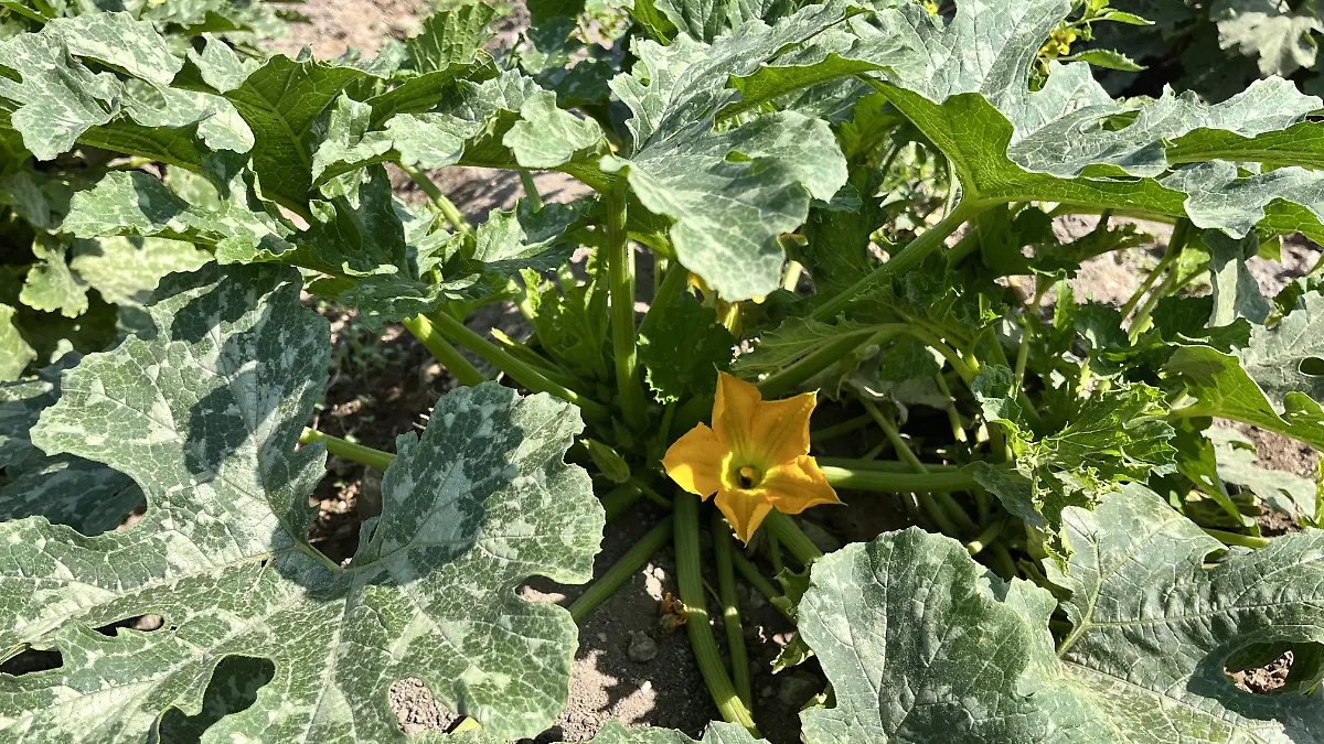 Calabazas dos